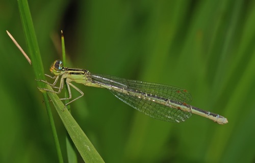 Female
10 July 2011 CO